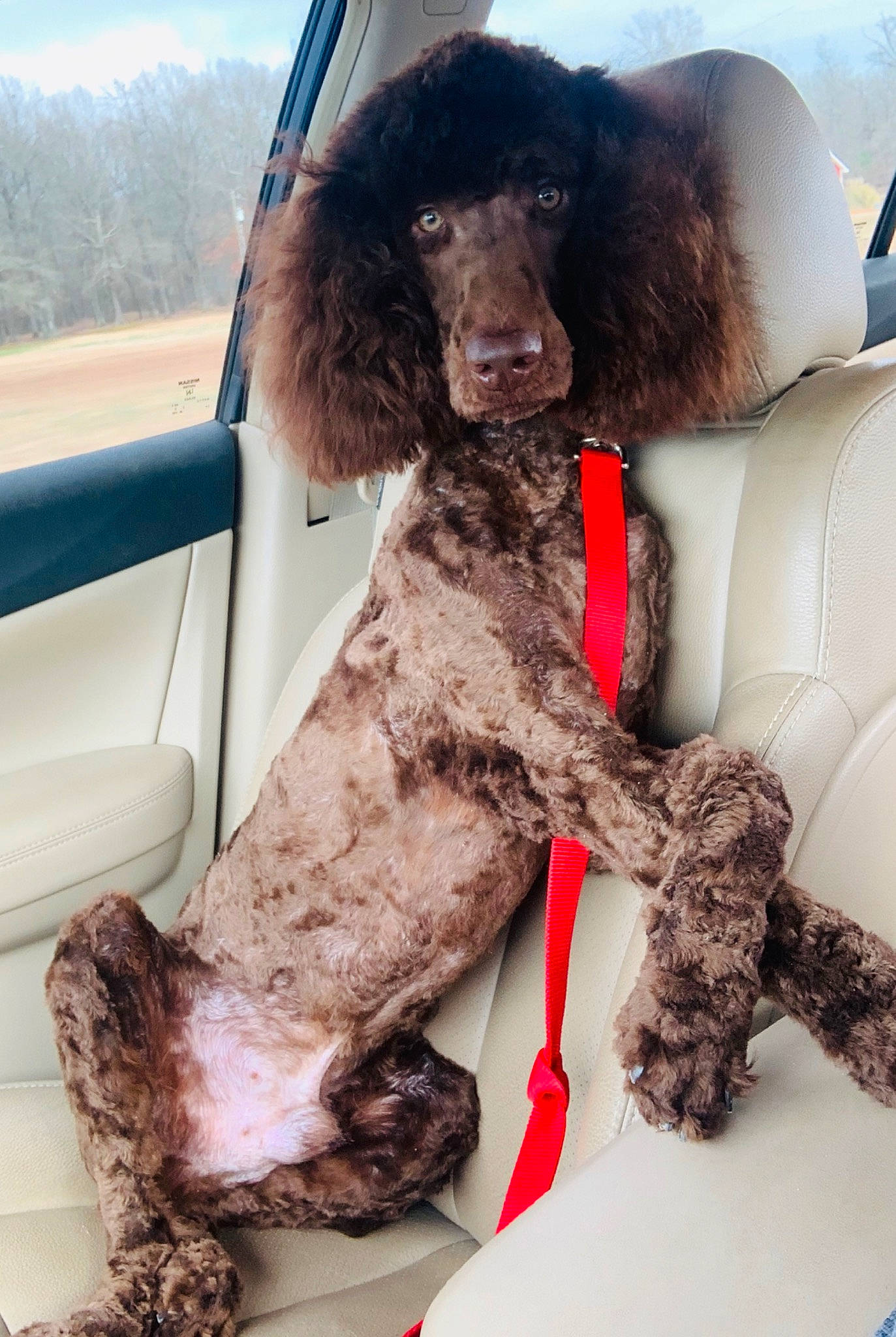 Ollie is registered to the contest to win money with this photo: american_water_spaniel, canidae, carnivore, companion_dog, dog, dog_breed, fur, irish_water_spaniel, miniature_poodle, non_sporting_group, poodle, sporting_group, standard_poodle, toy_poodle