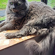 Church joined the competition — help win amazing prizes! animal, cat, cozy, domestic_cat, feline, fluffy, fur, gray_cat, green_eyes, home, indoor, looking_outside, pet, quiet, relaxed, resting, sunlight, tail, window, windowsill