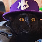 Bagheera participe au concours pour gagner de l'argent avec cette photo : black_cat, cat, golden_eyes, baseball_cap, purple_hat, pet, animal, feline, portrait, close_up, whiskers, shiny_fur, indoors, clothing, fashion, funny, staring, sitting, photography, soft_focus