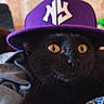 black_cat, cat, golden_eyes, baseball_cap, purple_hat, pet, animal, feline, portrait, close_up, whiskers, shiny_fur, indoors, clothing, fashion, funny, staring, sitting, photography, soft_focus