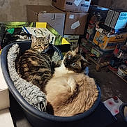 Isis Et Nemesis a rejoint le concours — aidez-le/la à gagner de superbes lots ! cat, feline, basket, cozy, tabby_cat, siamese_cat, indoor, storage_room, boxes, fur, pet, curious, snuggling, resting, animal, domestic_animal, companion, cute, two_cats, relaxed