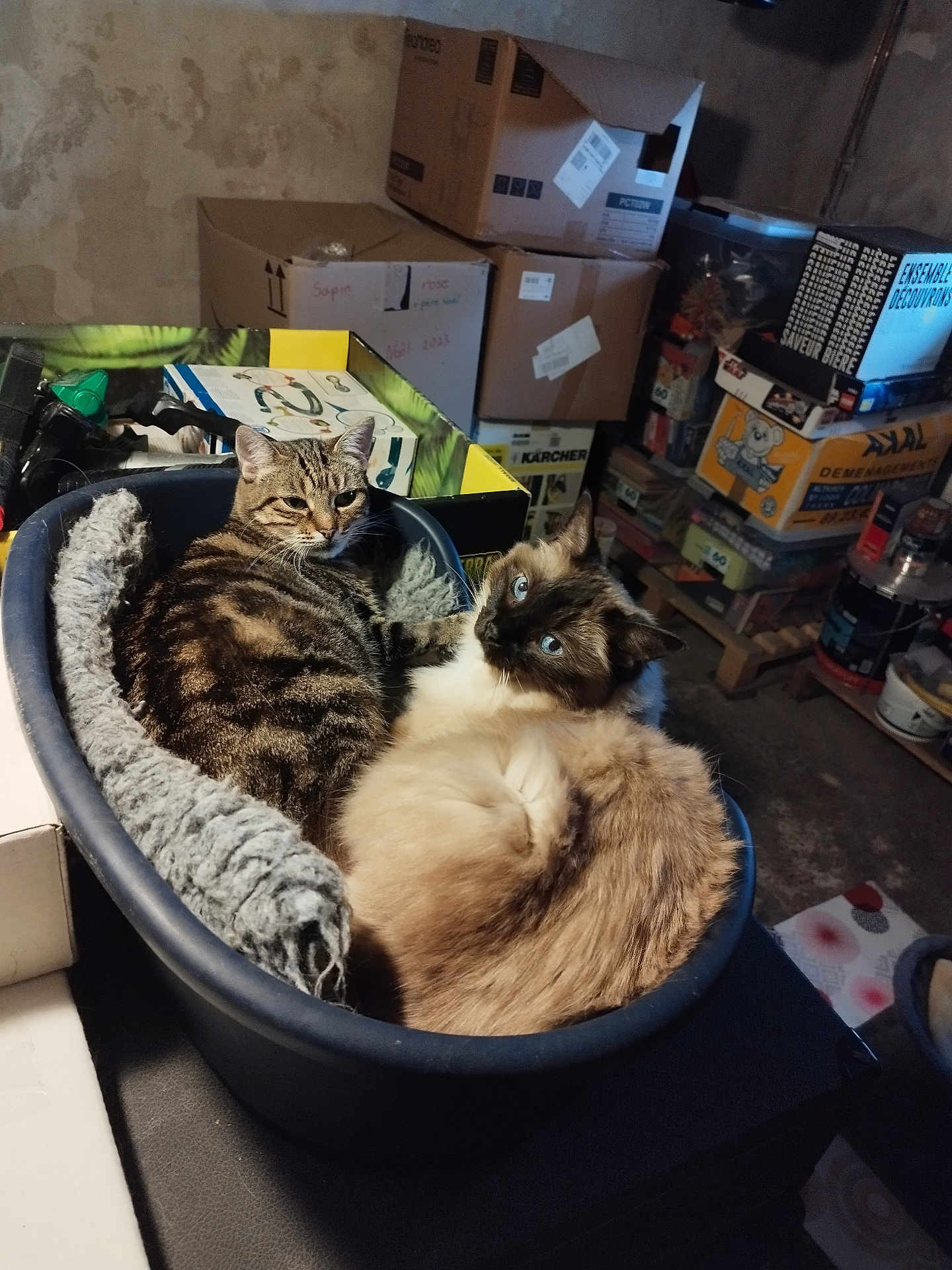 Isis Et Nemesis a rejoint le concours — aidez-le/la à gagner de superbes lots ! cat, feline, basket, cozy, tabby_cat, siamese_cat, indoor, storage_room, boxes, fur, pet, curious, snuggling, resting, animal, domestic_animal, companion, cute, two_cats, relaxed