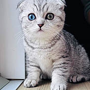 Yummy a rejoint le concours — aidez-le/la à gagner de superbes lots ! kitten, cat, gray_tabby, blue_eye, green_eye, heterochromia, fur, whiskers, indoor, wooden_floor, window, pet, cute, small, sitting, curious, animal, young, portrait, feline