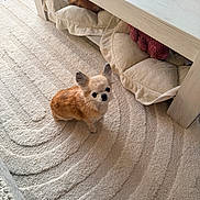 Galya a rejoint le concours — aidez-le/la à gagner de superbes lots ! blanket, brown_fur, chihuahua, coffee_table, cozy, cute, dog, home, indoors, living_room, long_hair, looking_up, pet, pillows, pointy_ears, portrait, rug, sitting, small_dog, standing