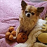 Galya a rejoint le concours — aidez-le/la à gagner de superbes lots ! canidae, carnivore, chihuahua, companion_dog, dog, dog_breed, dog_toy, fawn, fur, mammal, pomeranian, puppy, snout, toy_dog, vertebrate