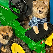 Gizmo joined the competition — help win amazing prizes! puppy, dog, toy_tractor, john_deere, indoor, wooden_floor, camouflage_shirt, pet, cute, fluffy, small_dog, animal, play, wheel, steering_wheel, household, brown, yellow, green, curious