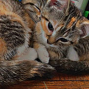 Sassy Jazzy joined the competition — help win amazing prizes! kitten, cat, tabby, fur, close_up, sleeping, curious, ears, whiskers, wooden_surface, bottles, toiletries, indoor, pet, animal, snuggling, cute, young, domestic, feline