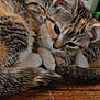 kitten, cat, tabby, fur, close_up, sleeping, curious, ears, whiskers, wooden_surface, bottles, toiletries, indoor, pet, animal, snuggling, cute, young, domestic, feline