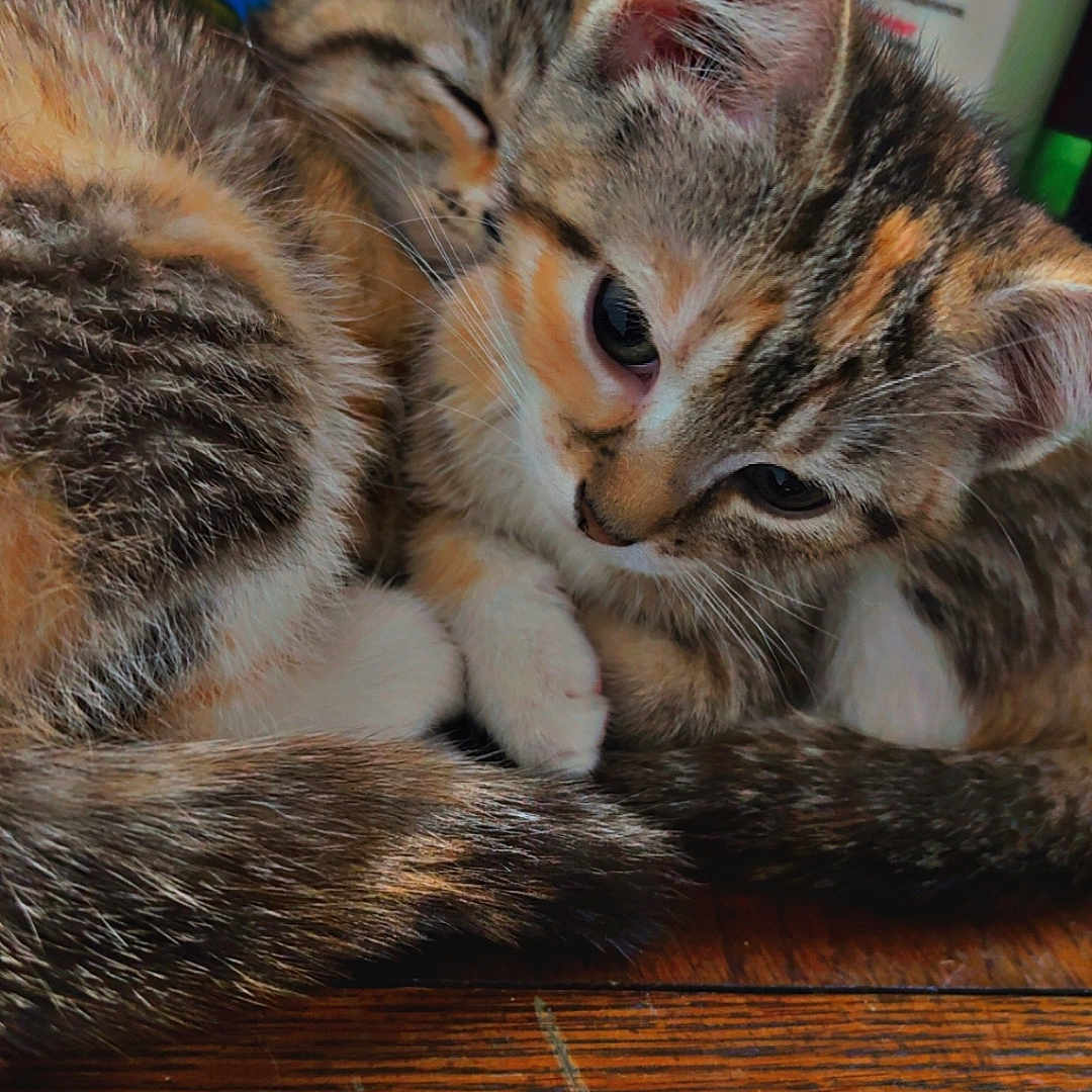 Sassy Jazzy joined the competition — help win amazing prizes! animal, bottles, cat, close_up, curious, cute, domestic, ears, feline, fur, indoor, kitten, pet, sleeping, snuggling, tabby, toiletries, whiskers, wooden_surface, young