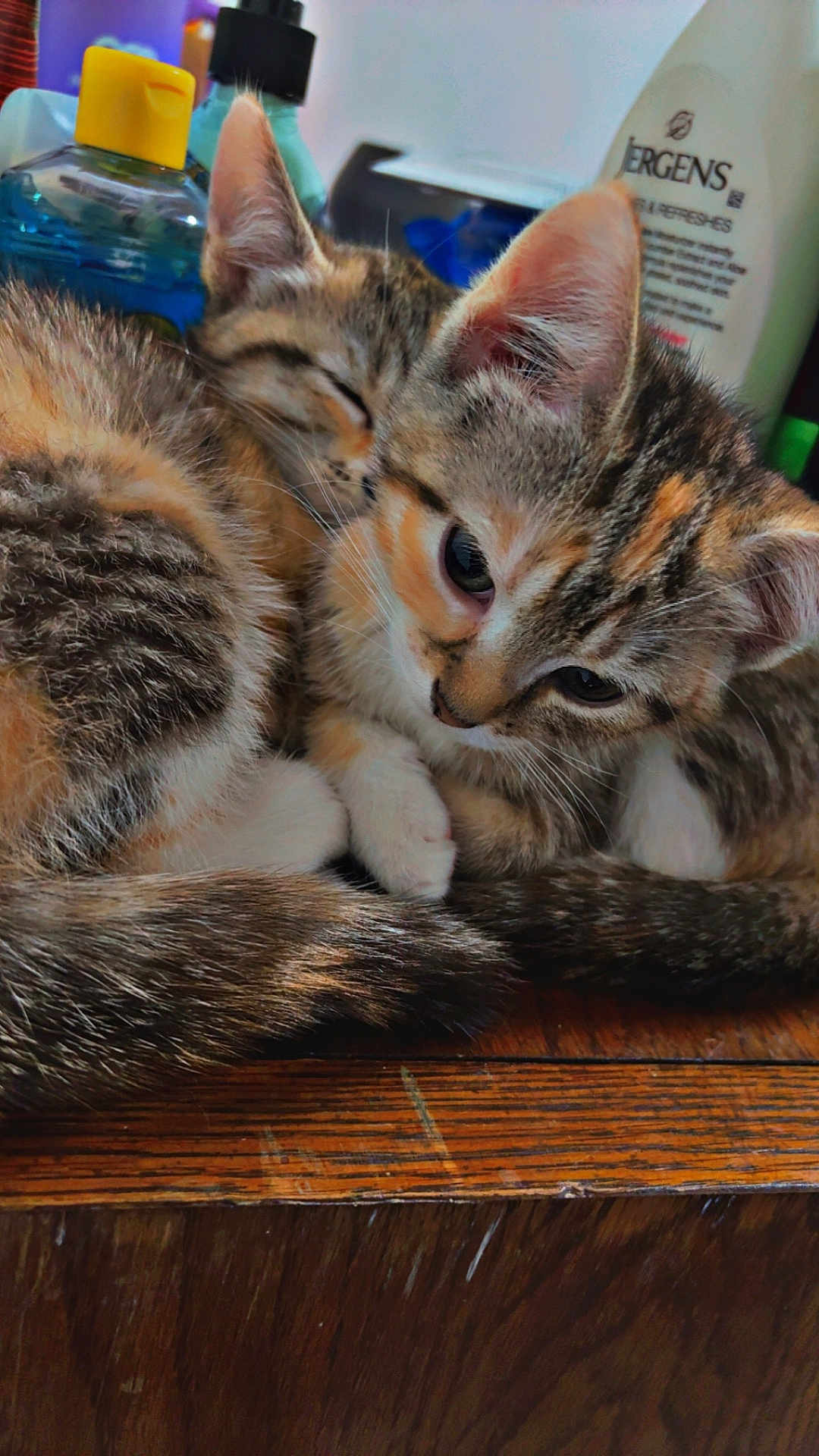 Sassy Jazzy joined the competition — help win amazing prizes! kitten, cat, tabby, fur, close_up, sleeping, curious, ears, whiskers, wooden_surface, bottles, toiletries, indoor, pet, animal, snuggling, cute, young, domestic, feline