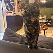 Miss Junes joined the competition — help win amazing prizes! cat, tortoiseshell, pet, animal, feline, whiskers, ears, eyes, standing, portrait, indoors, living_room, couch, furniture, home, television, framed_art, table, cozy, photography