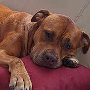 Romy a rejoint le concours — aidez-le/la à gagner de superbes lots ! dog, brown_dog, couch, red_pillow, resting, relaxed, indoors, pet, canine, fur, sleepy, paw, animal, comfortable, closeup, leisure, domestic, mammal, snout, ear