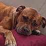 dog, brown_dog, couch, red_pillow, resting, relaxed, indoors, pet, canine, fur, sleepy, paw, animal, comfortable, closeup, leisure, domestic, mammal, snout, ear