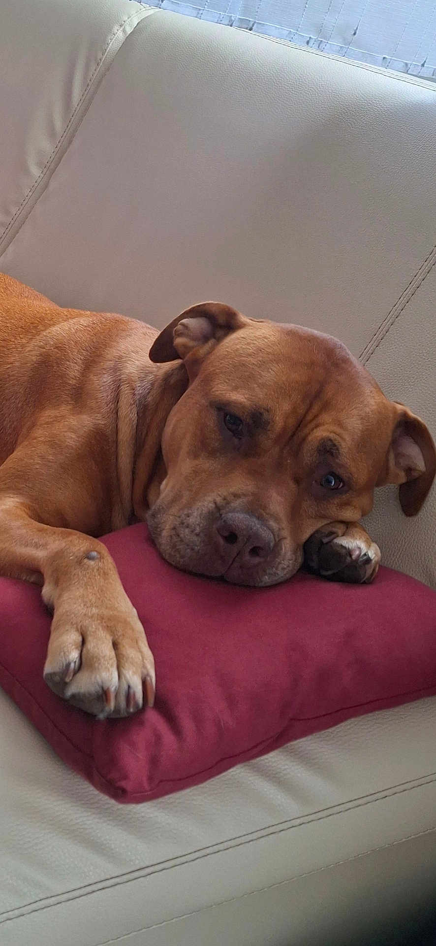 Romy a rejoint le concours — aidez-le/la à gagner de superbes lots ! dog, brown_dog, couch, red_pillow, resting, relaxed, indoors, pet, canine, fur, sleepy, paw, animal, comfortable, closeup, leisure, domestic, mammal, snout, ear