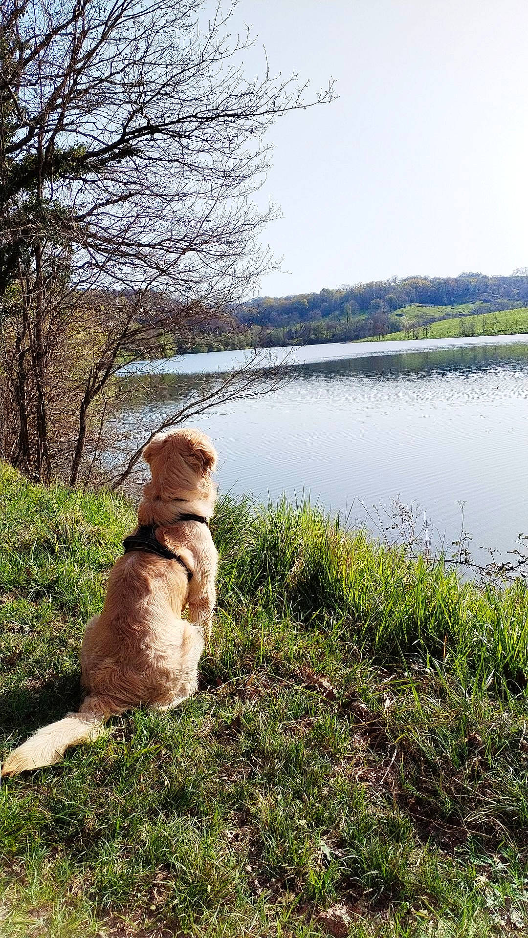 Ulysse a rejoint le concours — aidez-le/la à gagner de superbes lots ! bank, carnivore, companion_dog, dog, dog_breed, fawn, grass, lacustrine_plain, lake, landscape, natural_landscape, people_in_nature, plant, reservoir, sky, sporting_group, tail, tree, water, wildlife