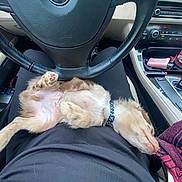 Mousse is registered to the contest to win money with this photo: black_clothing, car_interior, casual, collar, cozy, cup, cute, dashboard, dog, gear_shift, human_arm, lap, person, pet, puppy, relaxation, resting, seat, sleeping, steering_wheel