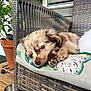 animal, closeup, comfortable, cozy, cushion, daylight, domestic_animal, fur, home, nose, outdoor, paw, pet, potted_plant, puppy, relaxed, resting, sleeping, wooden_floor, woven_chair