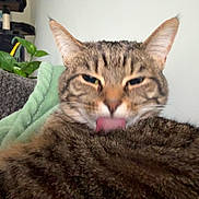 Arya joined the competition — help win amazing prizes! cat, tabby, licking, fur, close_up, indoor, blanket, plant, furniture, cozy, pet, animal, whiskers, ears, tongue, resting, cute, domestic_cat, feline, relaxed