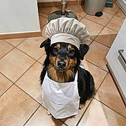 Stella a rejoint le concours — aidez-le/la à gagner de superbes lots ! animal, apron, black_and_tan, canine, chef_hat, costume, cute, dog, domestic_dog, ears, face, friendly, fur, indoor, kitchen, looking_at_camera, pet, portrait, sitting, tile_floor