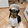 animal, apron, black_and_tan, canine, chef_hat, costume, cute, dog, domestic_dog, ears, face, friendly, fur, indoor, kitchen, looking_at_camera, pet, portrait, sitting, tile_floor