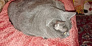 Buddy is registered to the contest to win money with this photo: animal, blanket, carpet, cat, cozy, cute, decor, feline, floral_pattern, furniture, gray_cat, home, house, indoor, loaf_pose, pet, quilt, relaxed, resting, soft_texture