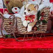 Anubis participe au concours pour gagner de l'argent avec cette photo : puppy, dog, sleigh, christmas, holiday, decoration, bow, pinecone, berries, teddy_bear, gift, roses, red_velvet, festive, cute, animal, winter, cozy, background, indoor