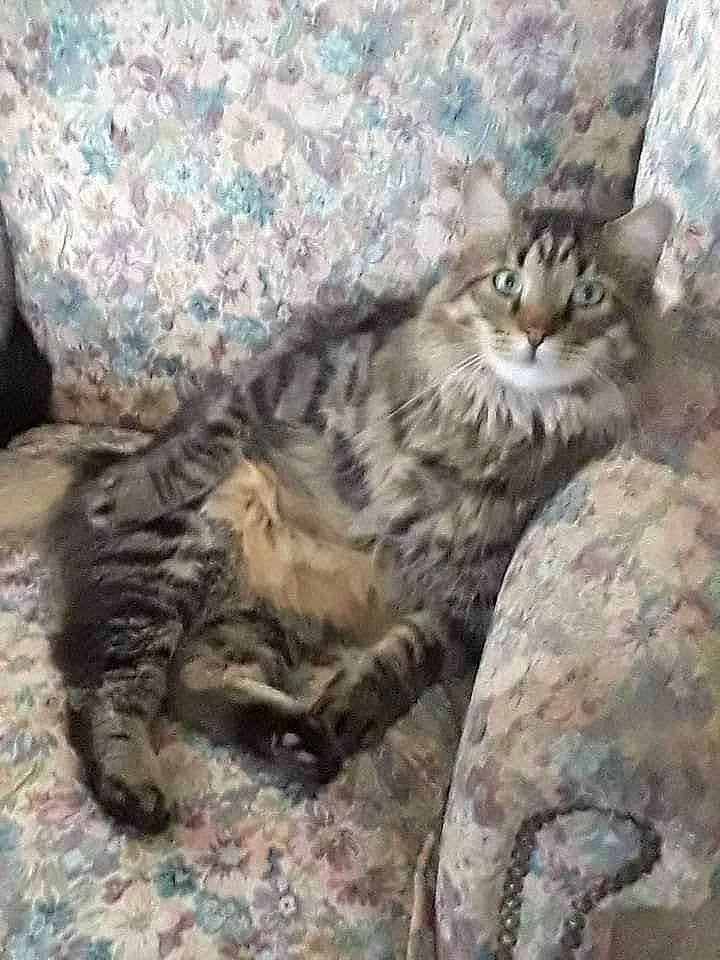 Aslan is registered to the contest to win money with this photo: carnivore, cat, cloud, comfort, domestic_short_haired_cat, felidae, fur, paw, small_to_medium_sized_cats, snout, tail, terrestrial_animal, whiskers, wildlife, wood