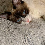 Vicky participe au concours pour gagner de l'argent avec cette photo : animal, blanket, blue_eyes, cat, close_up, cozy, cute, ears, face, fur, indoor, lying_down, nose, pet, relaxed, resting, siamese_cat, sleepy, texture, whiskers