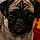 Lucy