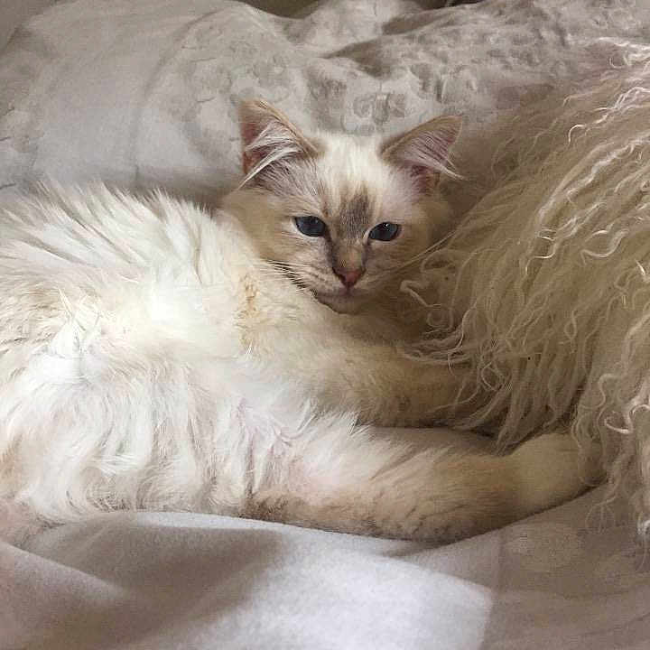 Dylan