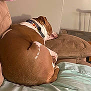 Copper joined the competition — help win amazing prizes! dog, brown, white, sleeping, collar, couch, blanket, indoor, pet, resting, fur, side_view, cozy, home, relaxing, animal, canine, furniture, soft, quiet