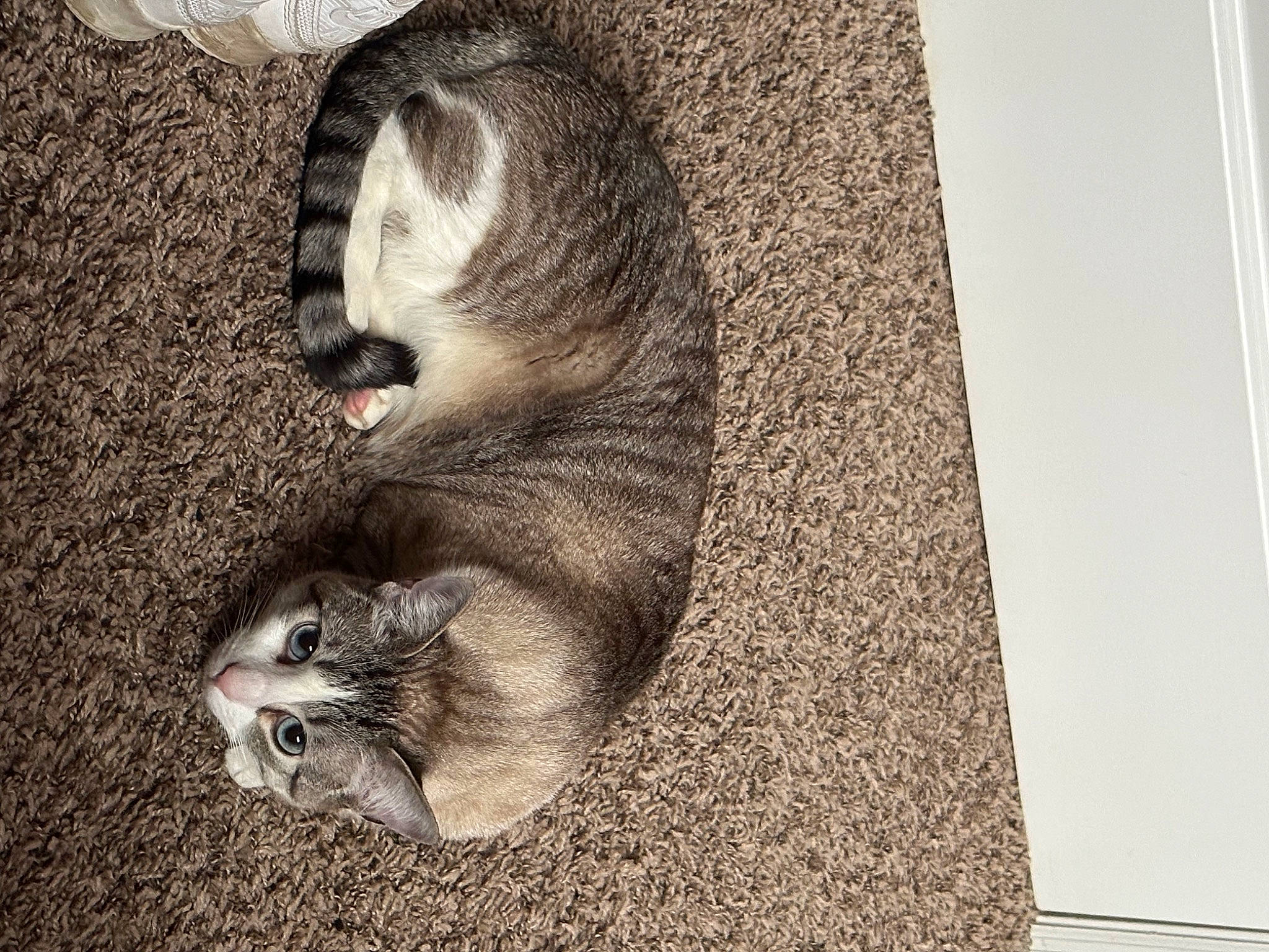 Harley is registered to the contest to win money with this photo: art, carnivore, cat, comfort, domestic_short_haired_cat, door, felidae, flooring, fur, grey, paw, photo_caption, rectangle, small_to_medium_sized_cats, snout, tail, terrestrial_animal, visual_arts, whiskers, wood