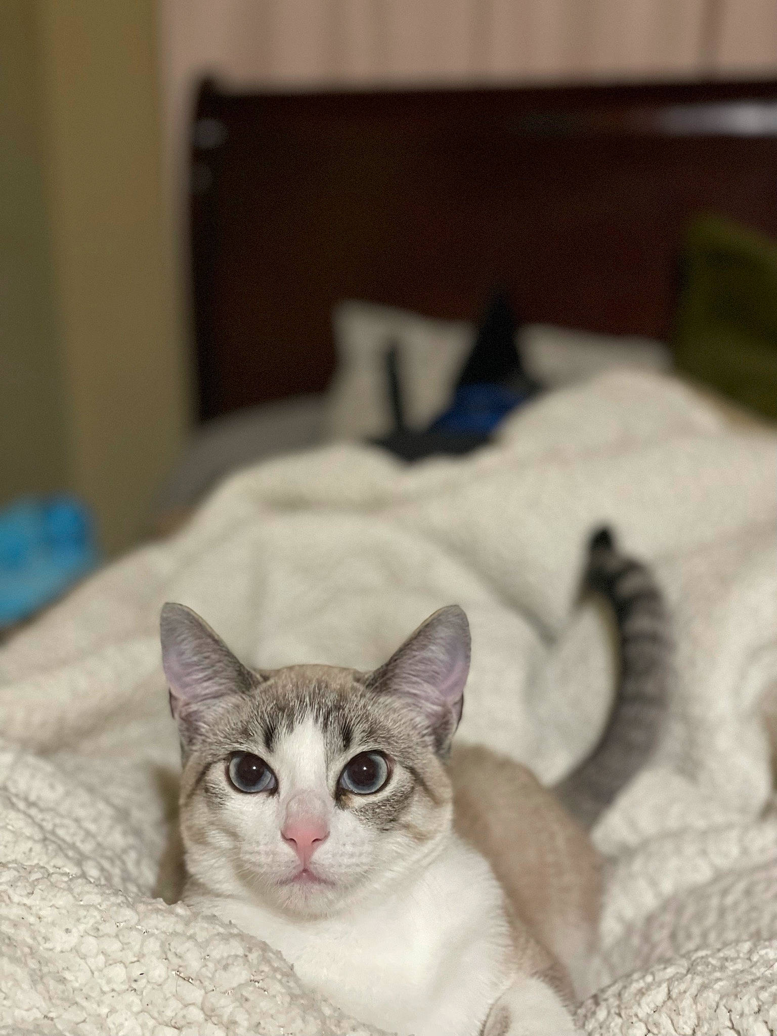 Harley is registered to the contest to win money with this photo: carnivore, cat, cat_supply, comfort, domestic_short_haired_cat, door, felidae, fur, linens, paw, pet_supply, room, small_to_medium_sized_cats, snout, tail, whiskers, window