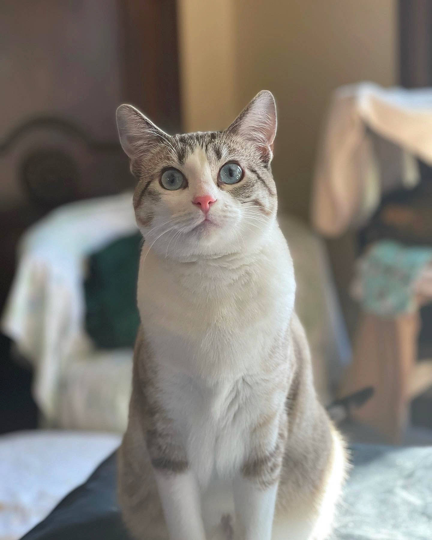 Harley joined the competition — help win amazing prizes! carnivore, cat, curious, domestic_short_haired_cat, felidae, fur, paw, photo_caption, sitting, small_to_medium_sized_cats, snout, tail, terrestrial_animal, whiskers, window