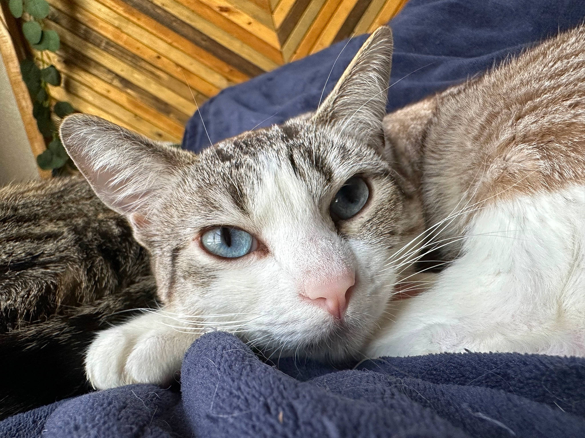 Harley joined the competition — help win amazing prizes! carnivore, cat, cat_supply, claw, comfort, domestic_short_haired_cat, felidae, fur, nap, paw, small_to_medium_sized_cats, snout, tree, whiskers, window, wood