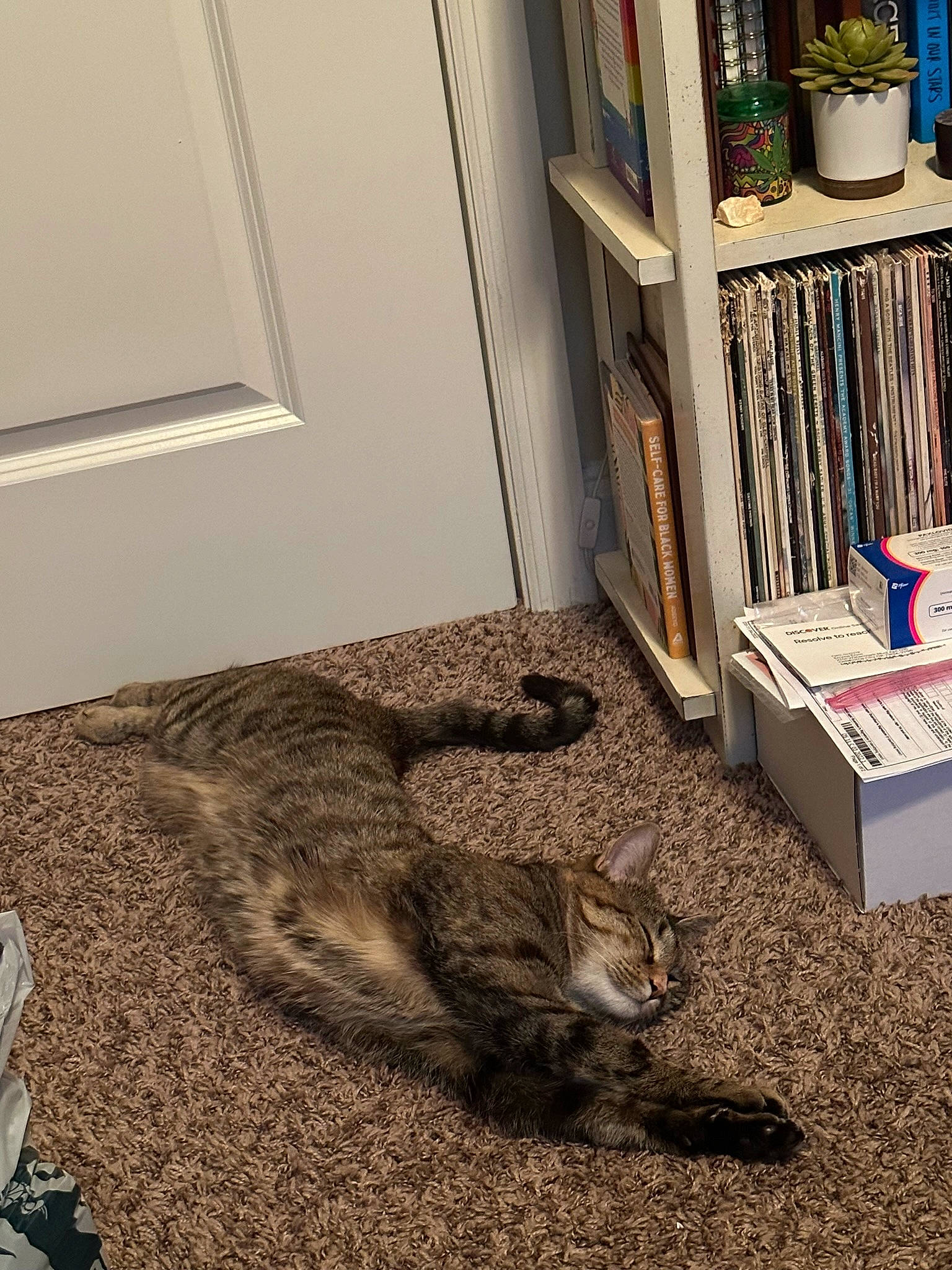 Boo joined the competition — help win amazing prizes! carnivore, carpet, cat, comfort, domestic_short_haired_cat, fawn, felidae, floor, flooring, fur, grey, hardwood, mammal, publication, room, shelving, small_to_medium_sized_cats, tail, whiskers, wood