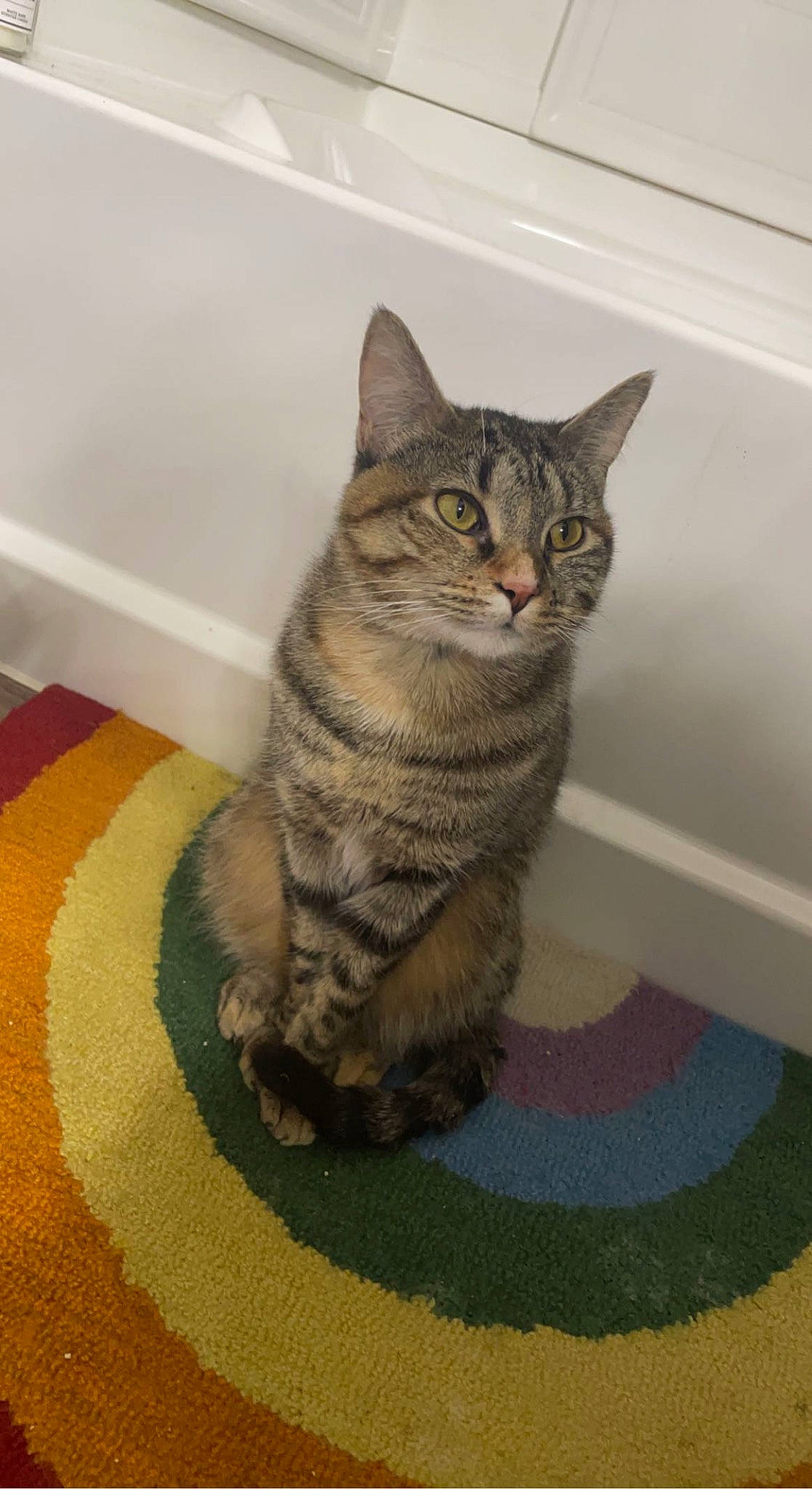 Boo joined the competition — help win amazing prizes! art, carnivore, cat, cat_supply, claw, domestic_short_haired_cat, felidae, flooring, fur, grey, paw, small_to_medium_sized_cats, snout, tail, terrestrial_animal, whiskers