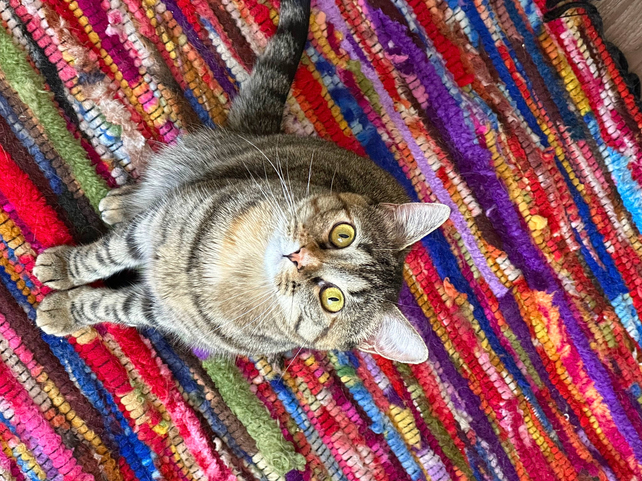 Boo is registered to the contest to win money with this photo: art, carnivore, cat, creative_arts, domestic_short_haired_cat, felidae, fur, grey, home_accessories, pattern, rectangle, small_to_medium_sized_cats, snout, tail, textile, thread, whiskers, wood, woolen, woven_fabric