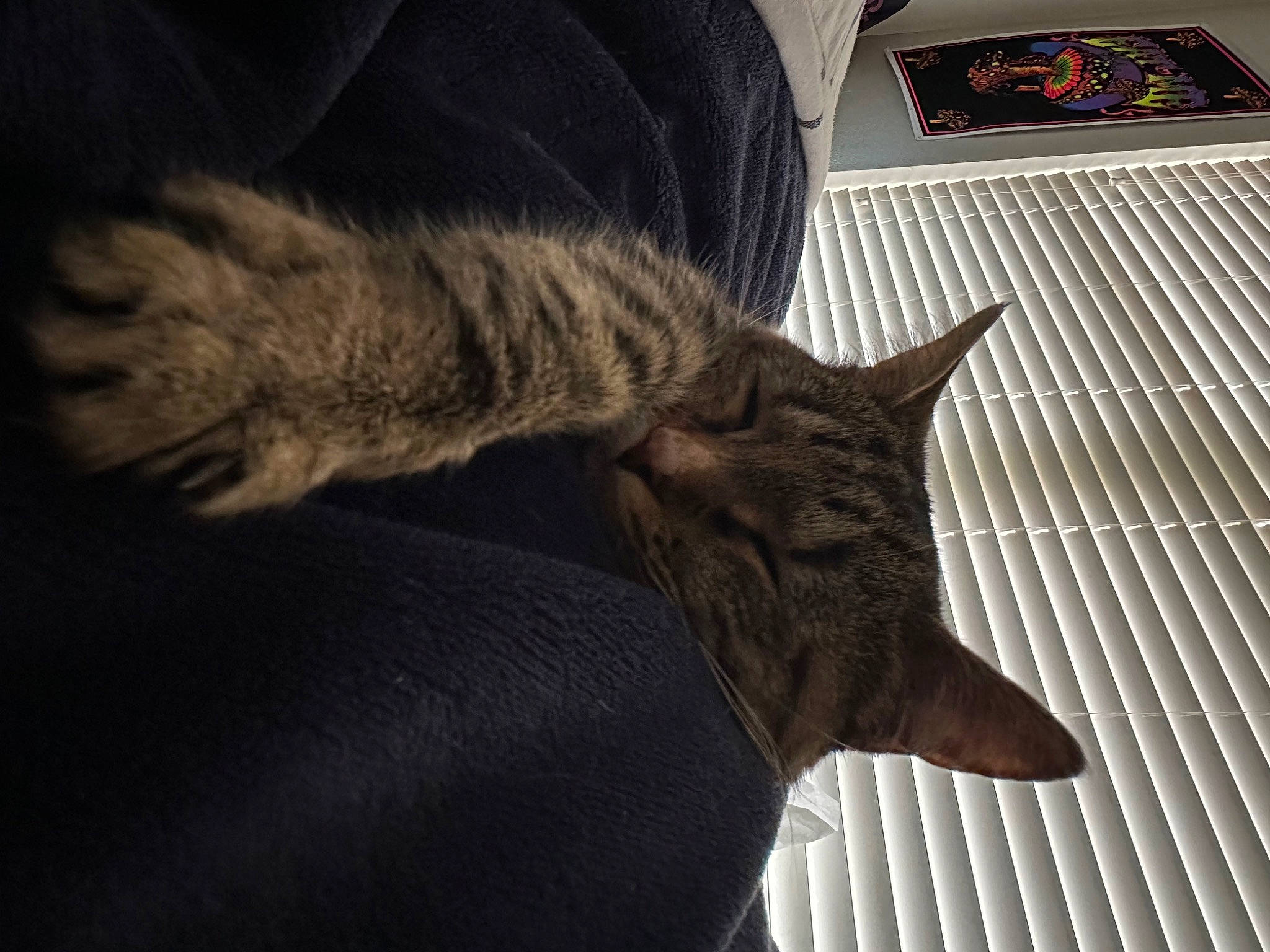 Boo joined the competition — help win amazing prizes! carnivore, cat, comfort, domestic_short_haired_cat, felidae, flooring, fur, grey, hardwood, metal, pattern, paw, sky, small_to_medium_sized_cats, tail, terrestrial_animal, whiskers, window, wood