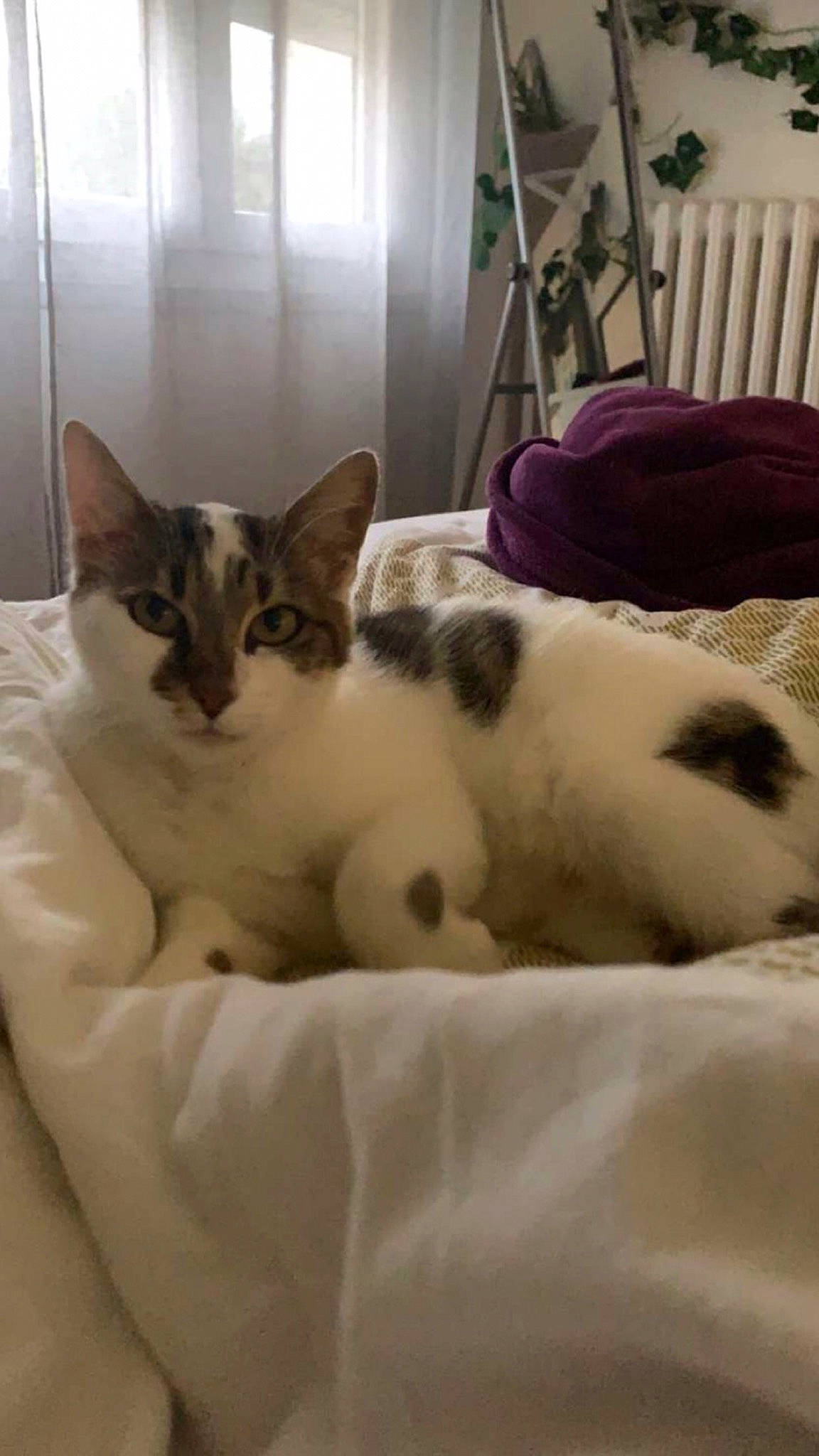 Romy a rejoint le concours — aidez-le/la à gagner de superbes lots ! carnivore, cat, cat_supply, comfort, domestic_short_haired_cat, duvet, felidae, fur, ladder, linens, mammal, nap, paw, pet_supply, room, small_to_medium_sized_cats, snout, tail, vertebrate, whiskers