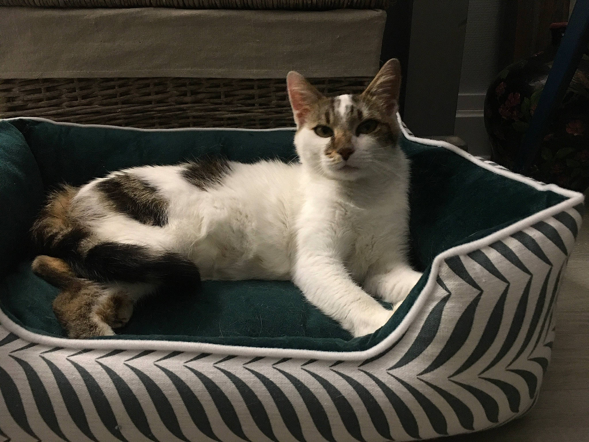 Romy participe au concours pour gagner de l'argent avec cette photo : carnivore, cat, cat_furniture, cat_supply, comfort, domestic_short_haired_cat, felidae, fur, linens, monochrome_photography, nap, paw, pet_supply, sitting, small_to_medium_sized_cats, snout, tail, whiskers, window