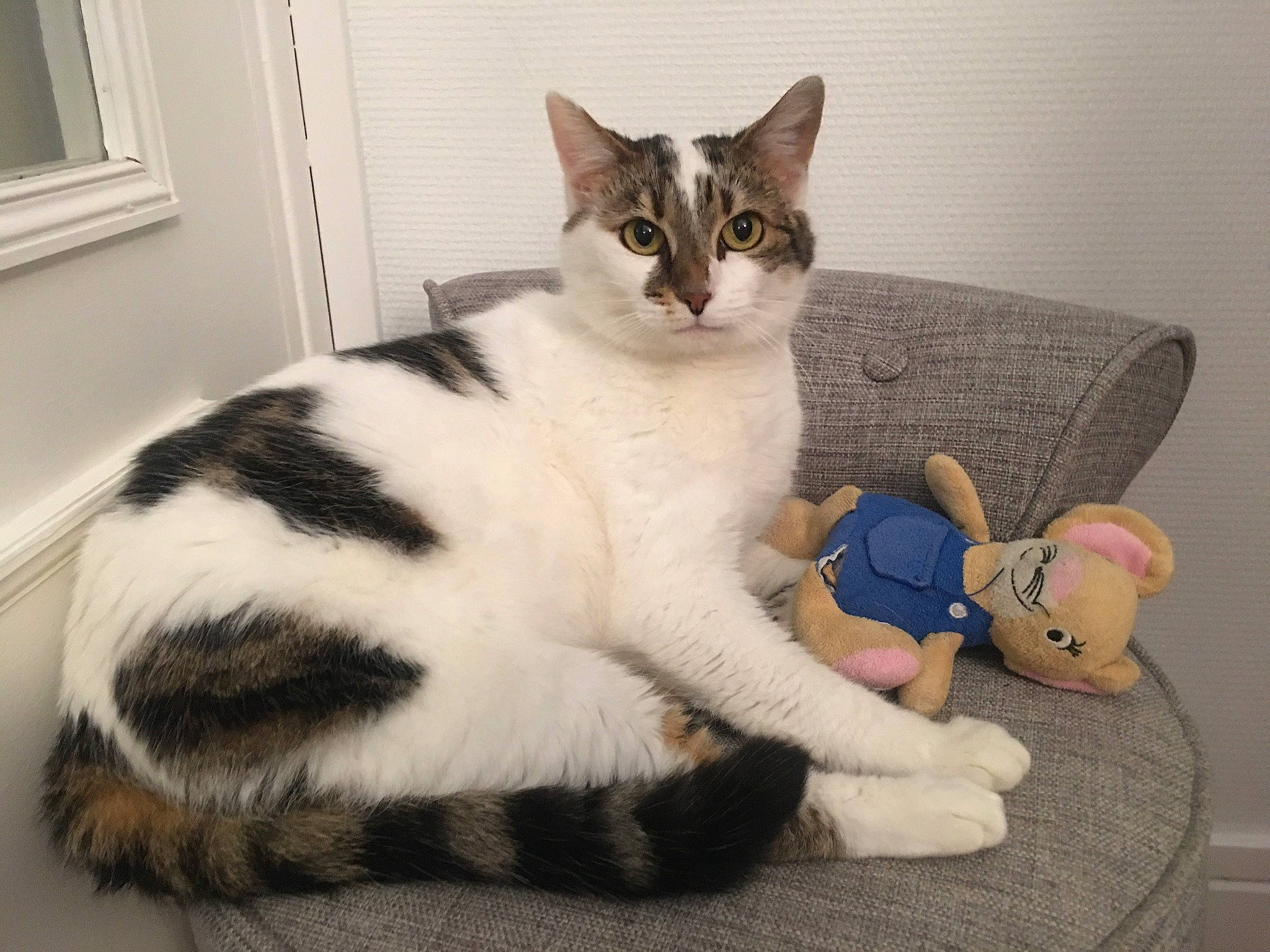 Romy a rejoint le concours — aidez-le/la à gagner de superbes lots ! carnivore, cat, claw, comfort, couch, domestic_short_haired_cat, door, felidae, fur, lap, mammal, paw, pillow, sitting, small_to_medium_sized_cats, snout, tail, toy, vertebrate, whiskers