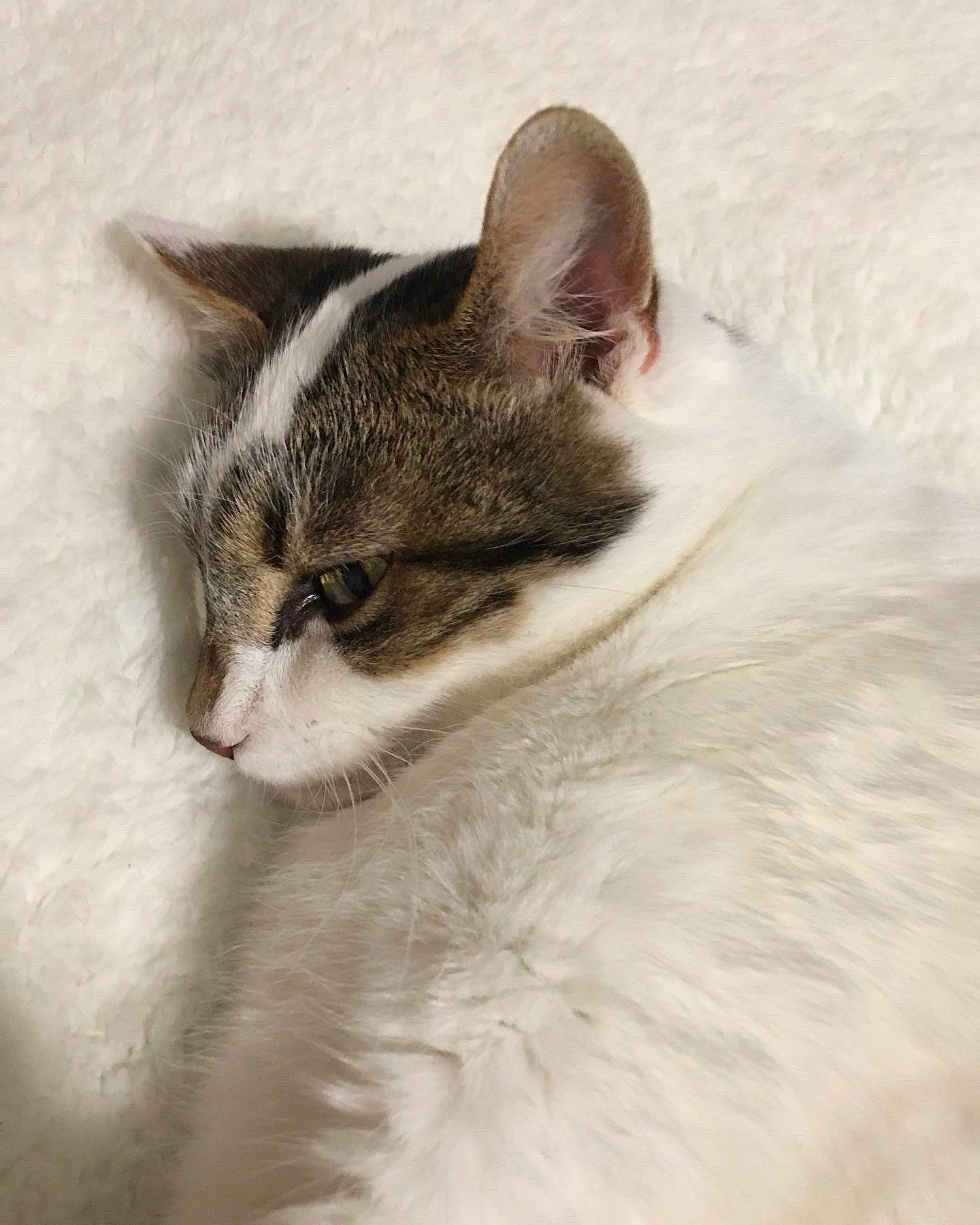 Romy a rejoint le concours — aidez-le/la à gagner de superbes lots ! art, carnivore, cat, domestic_short_haired_cat, eye, felidae, fur, paw, small_to_medium_sized_cats, snout, tail, terrestrial_animal, tree, whiskers