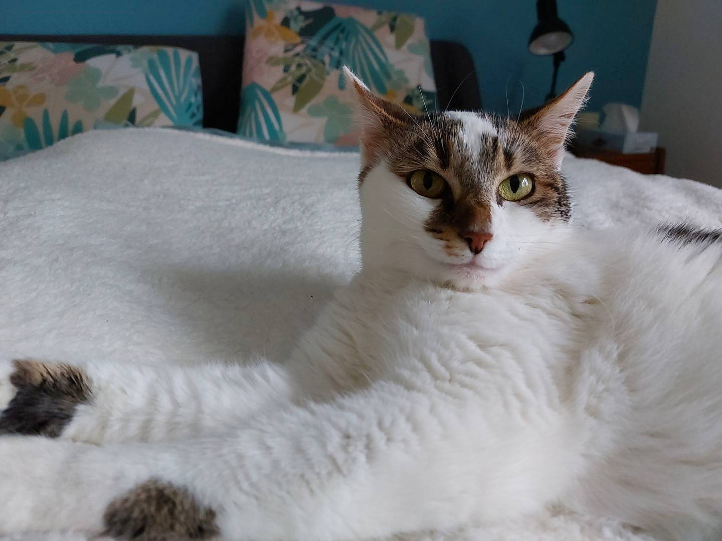 Romy a rejoint le concours — aidez-le/la à gagner de superbes lots ! carnivore, cat, cat_supply, comfort, domestic_short_haired_cat, eye, eyelash, fang, fawn, felidae, fur, houseplant, iris, pet_supply, small_to_medium_sized_cats, snout, tail, terrestrial_animal, whiskers, window