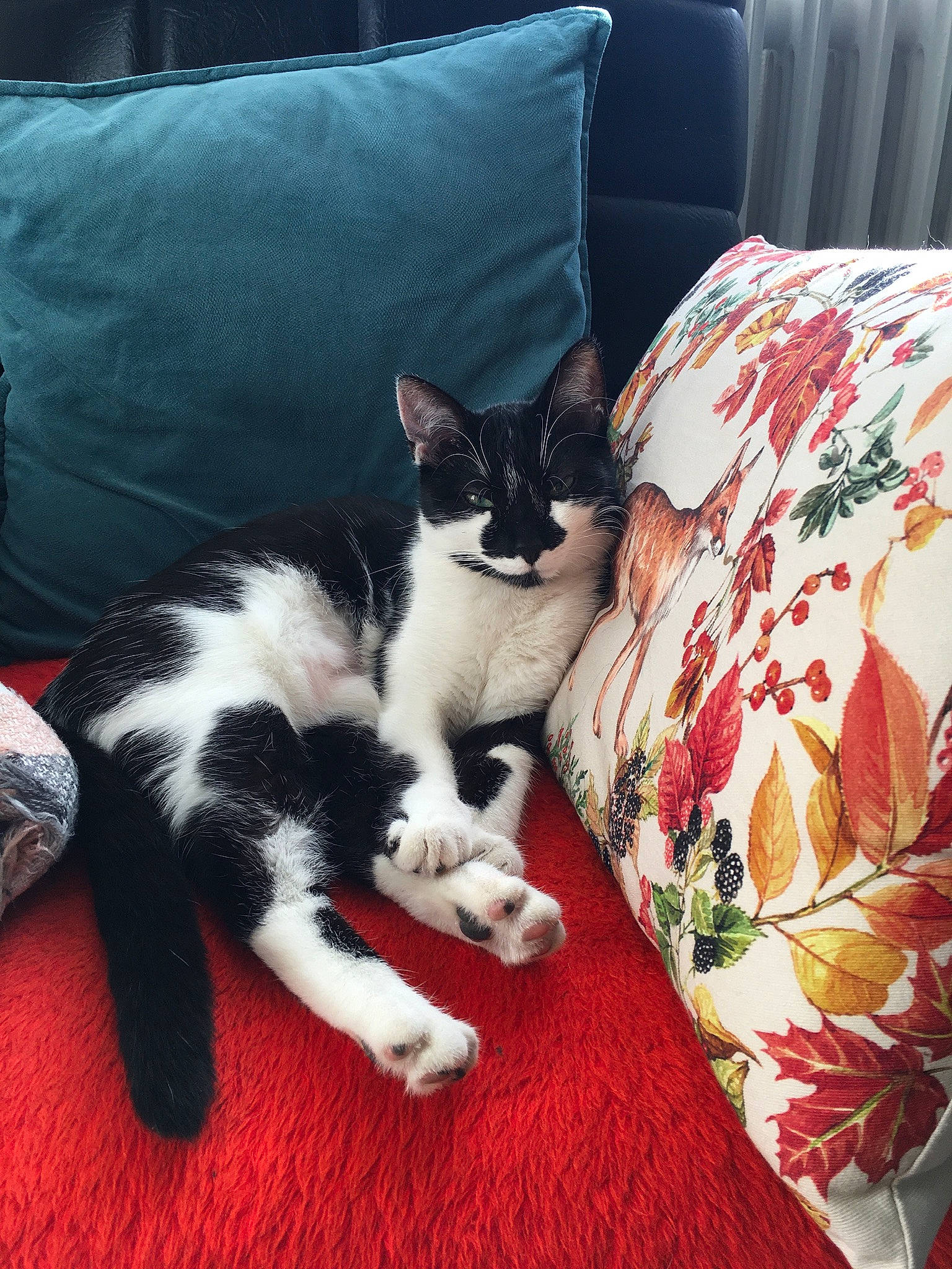 Shadow a rejoint le concours — aidez-le/la à gagner de superbes lots ! bedding, carnivore, cat, comfort, domestic_short_haired_cat, felidae, fur, grass, human_leg, lap, linens, pattern, paw, pillow, plant, small_to_medium_sized_cats, tail, textile, throw_pillow, whiskers