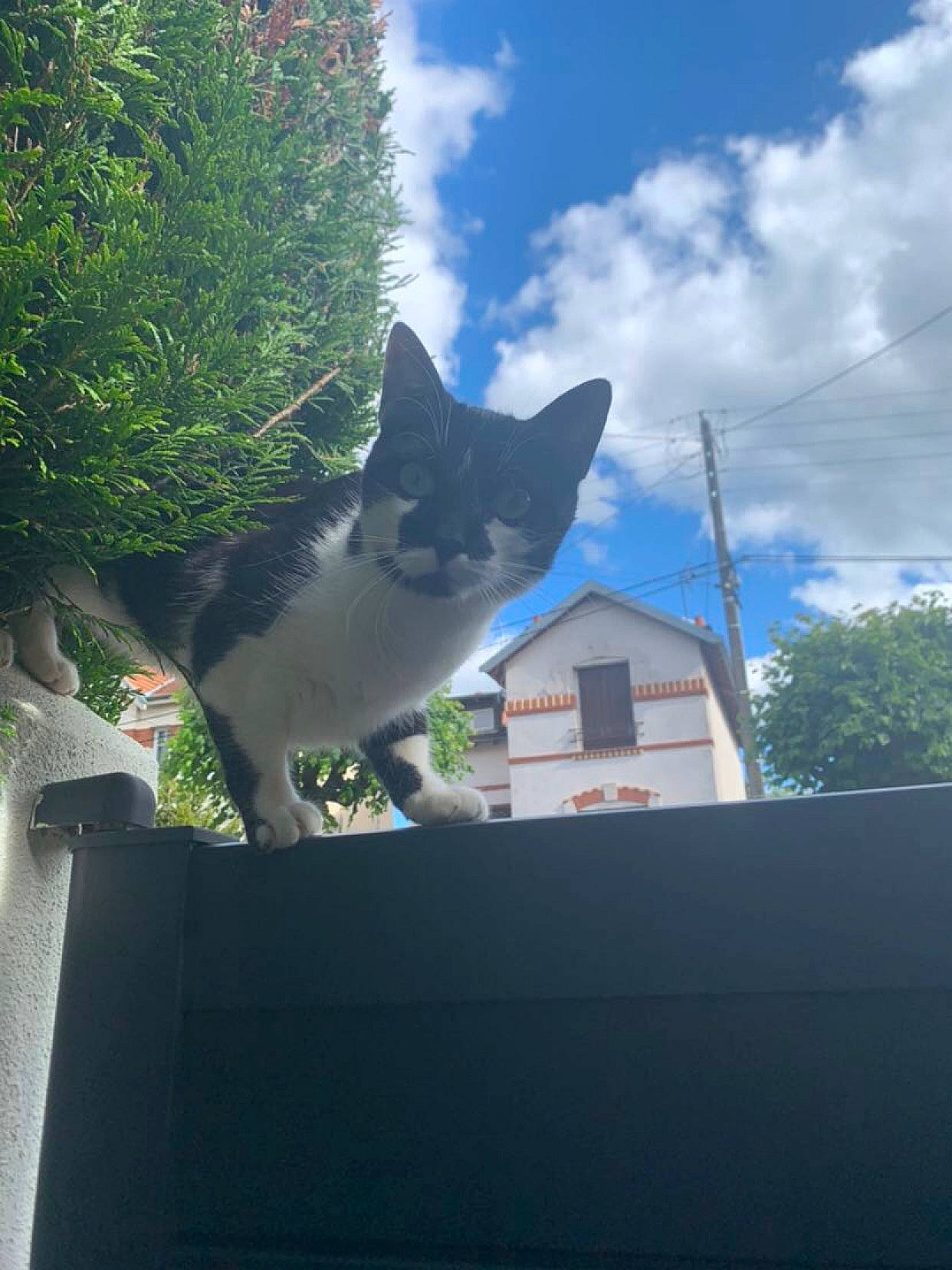 Shadow a rejoint le concours — aidez-le/la à gagner de superbes lots ! building, carnivore, cat, cloud, cumulus, domestic_short_haired_cat, felidae, fur, grass, house, plant, roof, sky, small_to_medium_sized_cats, tail, tints_and_shades, tree, whiskers, window, wood