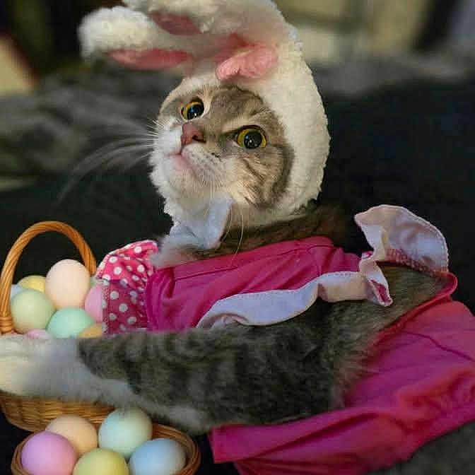 Lucille joined the competition — help win amazing prizes! basket, bunny_ears, cat, costume, cute, domestic_cat, easter_eggs, fabric, feline, fur, holiday, indoor, paws, pet, pink_dress, playful, portrait, tabby, whiskers, wide_eyes