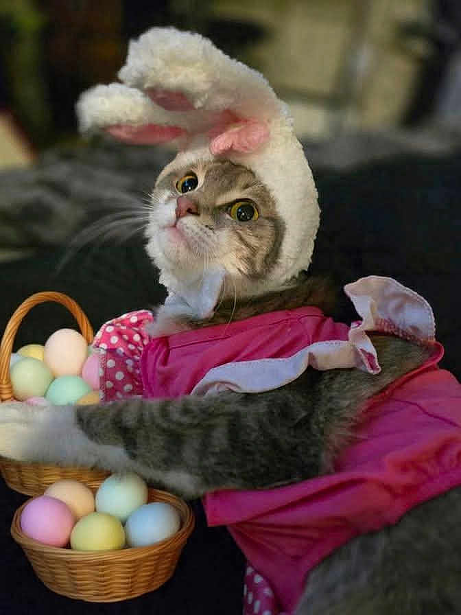 Lucille joined the competition — help win amazing prizes! cat, feline, pet, costume, bunny_ears, easter_eggs, basket, pink_dress, domestic_cat, whiskers, portrait, indoor, tabby, paws, fur, wide_eyes, holiday, cute, fabric, playful