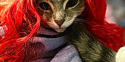 Lucille is registered to the contest to win money with this photo: cat, feline, wig, red_wig, costume, pet, closeup, portrait, fur, whiskers, eyes, nose, cozy, sweater, fabric, indoor, cute, playful, humor, dressing_up