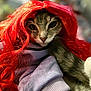 cat, feline, wig, red_wig, costume, pet, closeup, portrait, fur, whiskers, eyes, nose, cozy, sweater, fabric, indoor, cute, playful, humor, dressing_up